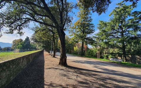 Ai Cantici: Tree, Leaf, Nature, Natural Environment, Grass, Branch, Vegetation, Natural Landscape, Landscape, Plain