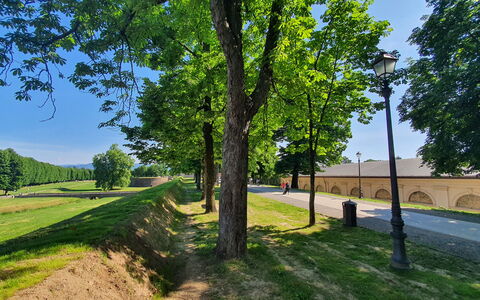 Ai Cantici: Tree, Grass, Nature, Walkway, Shade, Park, Driveway, Landscaping, Shadow, Trail