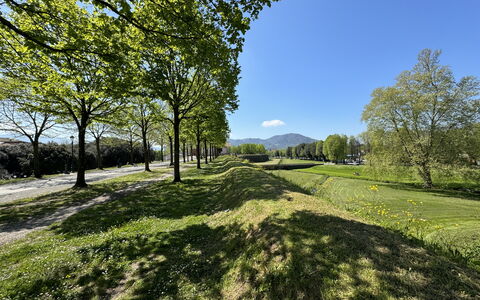 Il Cervo In Città: Green, Grass, Nature, Natural Landscape, Vegetation, Grassland, Hill, Plain, Landscape, Land Lot