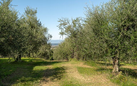 Villa Costa al Bagno: Grass, Tree, Natural Environment, Leaf, Branch, Vegetation, Grassland, Plant Community, Plain, Land Lot