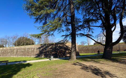 Casa Capolino: Grass, Tree, Morning, Lawn, Shadow, Stone Wall, Park, Walkway, Path