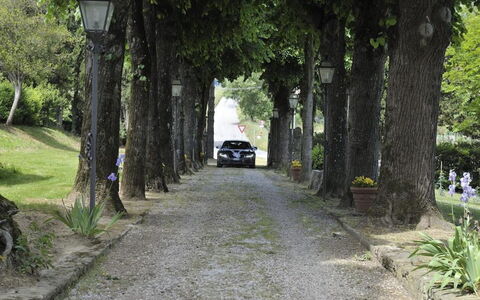 Villa Medicea Lo Sprocco: Tree, Road Surface, Branch, Leaf, Road, Street, Thoroughfare, Asphalt, Trunk, Walkway