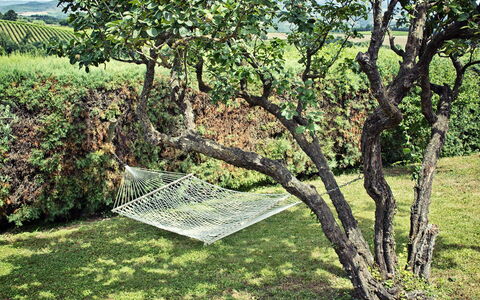 Villa Selvamica: Trunk, Garden, Woody Plant, Lawn, Shade, Backyard, Plantation