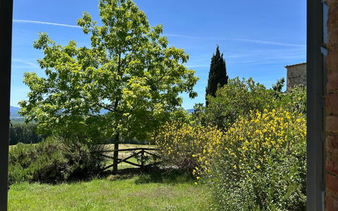 Casa Stella Serena, Casole D'Elsa, Pool: Green, Leaf, Vegetation, Shrub, Plant Community, Woody Plant, Garden, Shade, Landscaping, Plantation