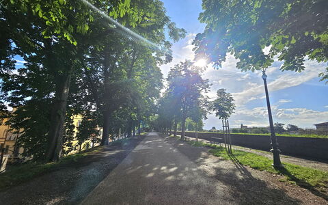 Alle Gardenie: Blue, Tree, Nature, Leaf, Branch, Green, Sunlight, Trunk, Morning, Spring