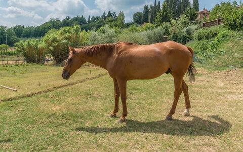 Casa Elia 6: Horse, Grass, Sorrel, Grassland, Pasture, Landscape, Ecoregion