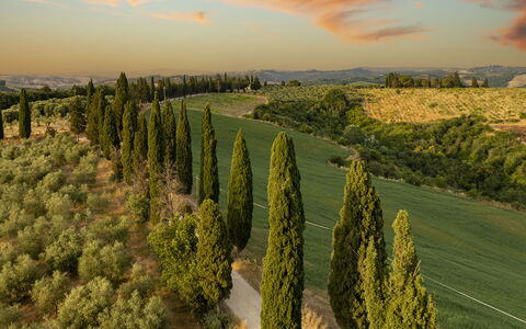 Podere Casanovina 12: Natural Landscape, Landscape, Plain, Land Lot, Plantation, Field, Meadow, Landscaping
