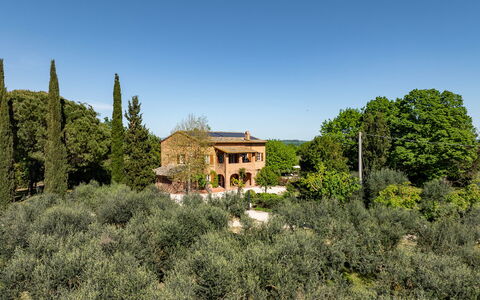Sangiovese 14: Tree, Leaf, Vegetation, Shrub, Landscape, Plant Community, Land Lot, Home, Rural Area