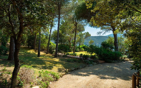 Villa Il Faro 10: Leaf, Tree, Nature, Green, Branch, Vegetation, Shrub, Plant Community, Garden, Trunk
