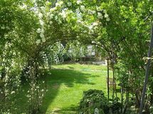 May roses in the garden