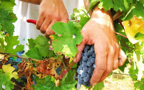 Villa Cantagallo: Food, Plant, Green, Fruit, Natural Foods, Finger