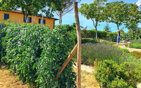 Podere Sant'angelo: Plant, Tree, Real Estate, Shrub, Plantation, Land Lot, Agriculture, Farm, Crop, Flower