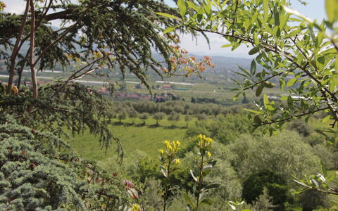 Villa Pedone: Vegetation, Nature, Tree, Plant, Flower, Plant Community, Botany, Spring, Wildflower, Shrubland