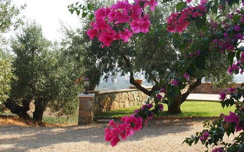 Villa Giulia Follonica: Flower, Plant, Tree, Pink, Bougainvillea, Botany, Spring, Flowering Plant, Woody Plant, Magenta