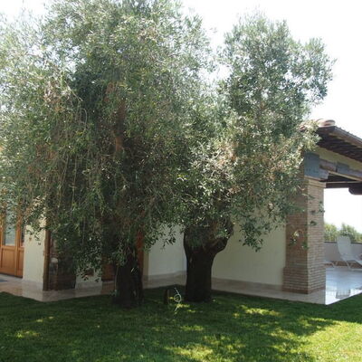Villa Dei Cipressi: Property, Tree, House, Home, Real Estate, Building, Grass, Yard, Woody Plant, Plant