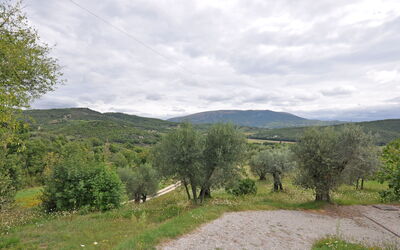 Martino