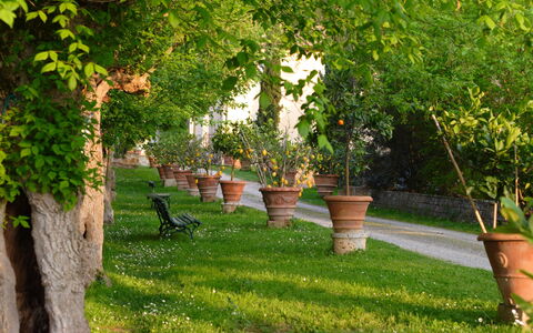 Tenuta Il Tresto: Tree, Green, Grass, Lawn, Plant, Woody Plant, Yard, Spring, Garden, Grass Family